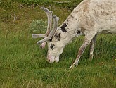 DSC_0975.JPG