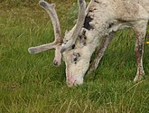 DSC_0977.JPG