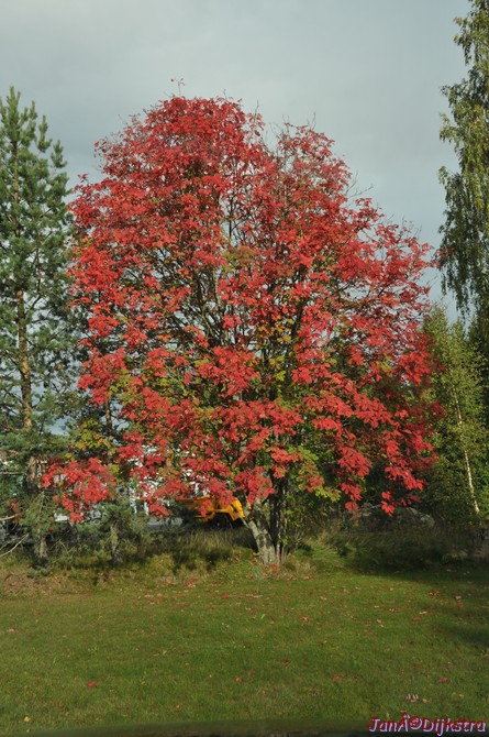 DSC_1456.JPG