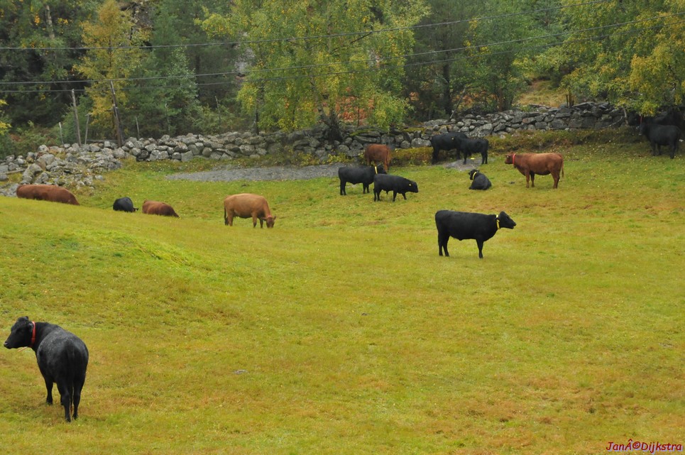 DSC_1567.JPG
