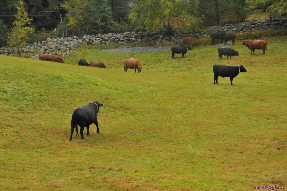 DSC_1568.JPG