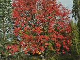 DSC_1456.JPG