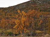 DSC_1477.JPG