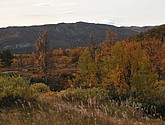 DSC_1478.JPG