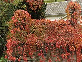 DSC_1544.JPG