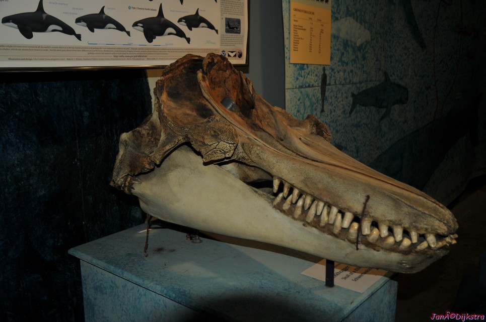 DSC_8877.JPG