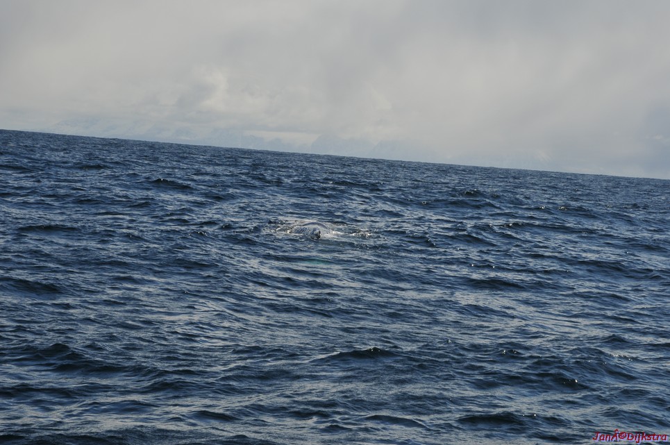 DSC_8887.JPG