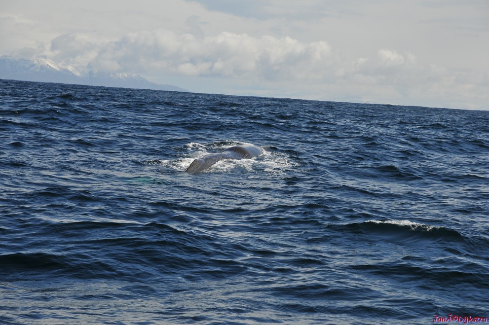 DSC_8894.JPG