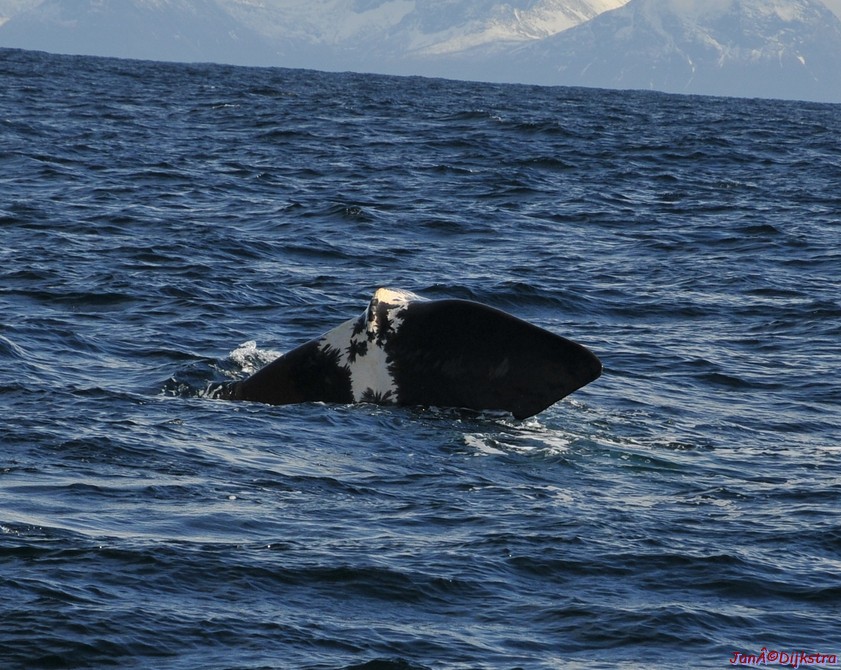 DSC_8896-1.JPG