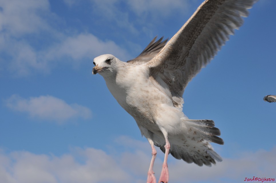 DSC_9062.JPG