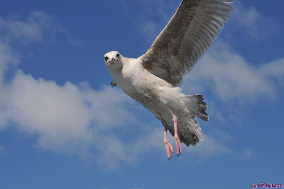 DSC_9064.JPG