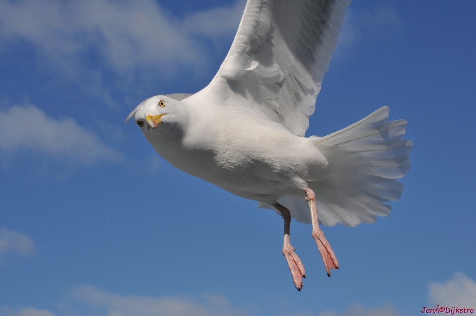 DSC_9065.JPG