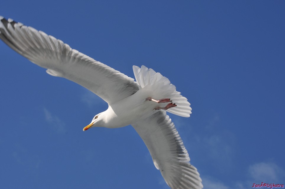 DSC_9067.JPG