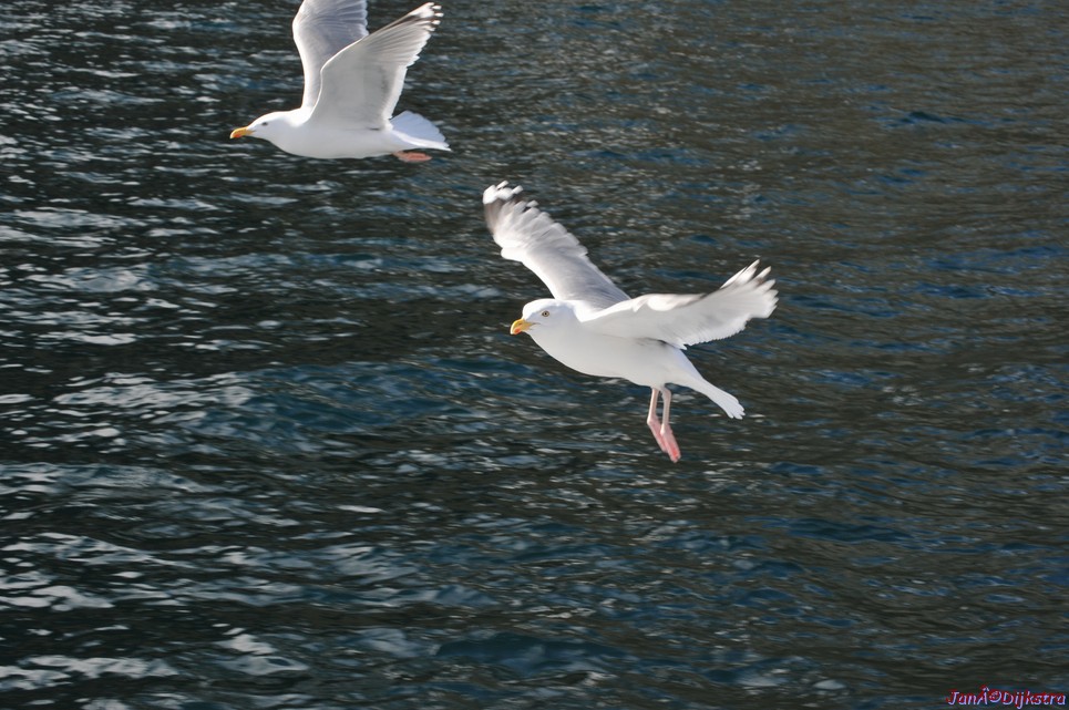 DSC_9071.JPG