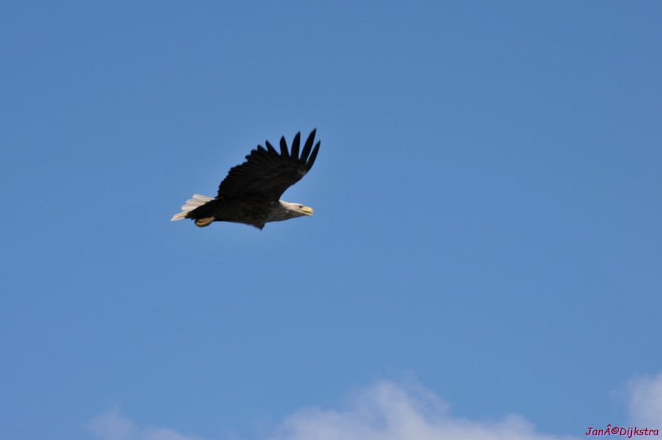 DSC_9118.JPG
