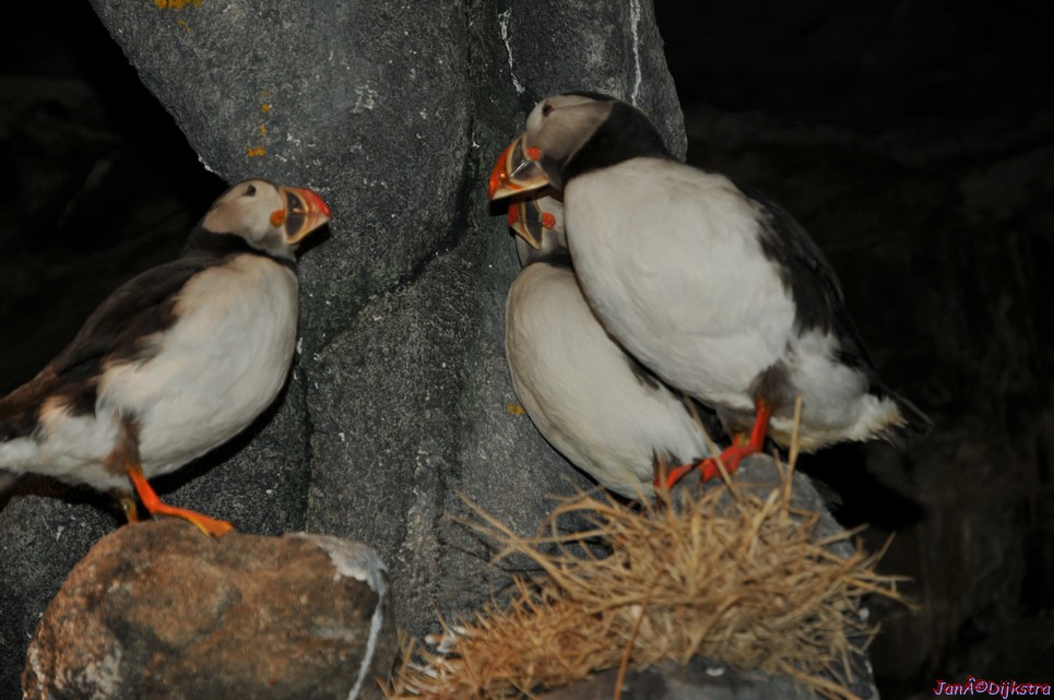 DSC_9233.JPG
