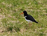 DSC_8745-1.JPG