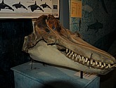 DSC_8877.JPG