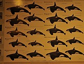 DSC_8878.JPG