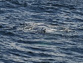 DSC_8887-1.JPG
