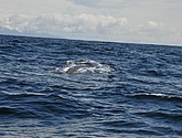 DSC_8894.JPG
