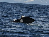 DSC_8896-1.JPG