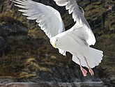 DSC_9052.JPG