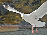 DSC_9054.JPG