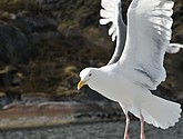 DSC_9055.JPG