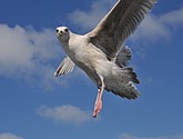 DSC_9063.JPG