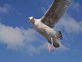 DSC_9064.JPG