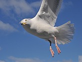 DSC_9065.JPG