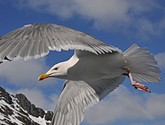 DSC_9066.JPG