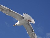 DSC_9067.JPG