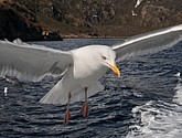 DSC_9076.JPG