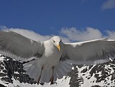 DSC_9079.JPG