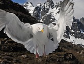 DSC_9083.JPG