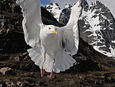 DSC_9086.JPG