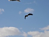 DSC_9109.JPG