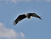 DSC_9113-1.JPG