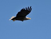 DSC_9118-1.JPG