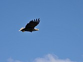 DSC_9118.JPG