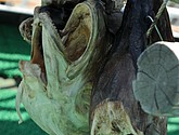 DSC_9151.JPG