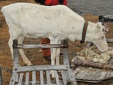 DSC_9201.JPG