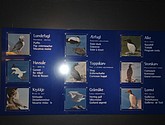 DSC_9228.JPG