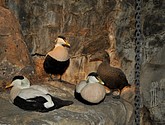 DSC_9230.JPG