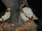 DSC_9233.JPG