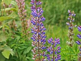dsc_2170.jpg