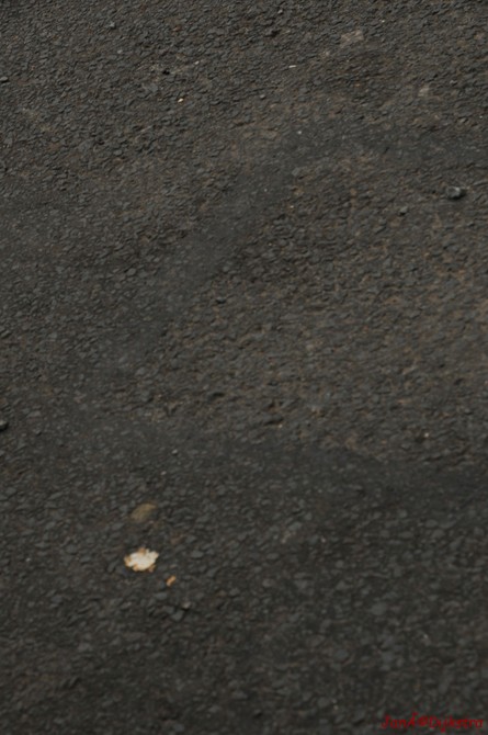 dsc_9516.jpg