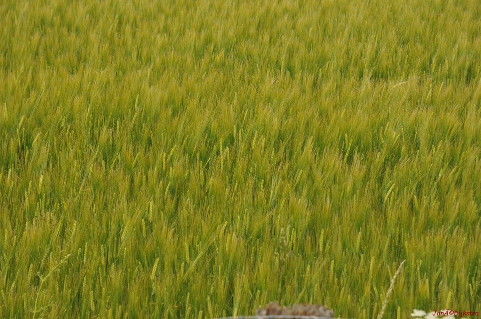 dsc_9531.jpg